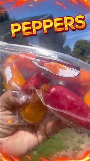 Can Chickens Handle Peppers?! 🌶️🐔🔥