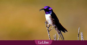 Un colibri émerveille la science avec son chant de contre-ténor (VIDEO)