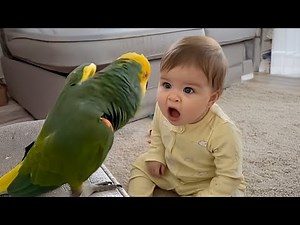 The Funniest Argument Ever Between a Hilarious Baby and a Talking Parrot! 🤪
