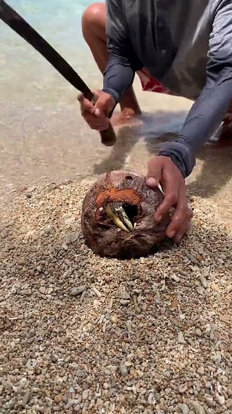 Catching a Giant Coconut Crab on the Beach! 🦀🥥