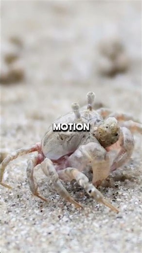 Why Crabs Only Walk Sideways: It's All In Their Joints & Shell! #crabfacts #animalanatomy