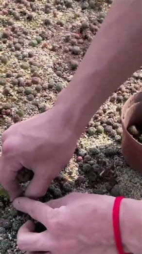 the uprooting stage for some plants is done manually and in containers#creative