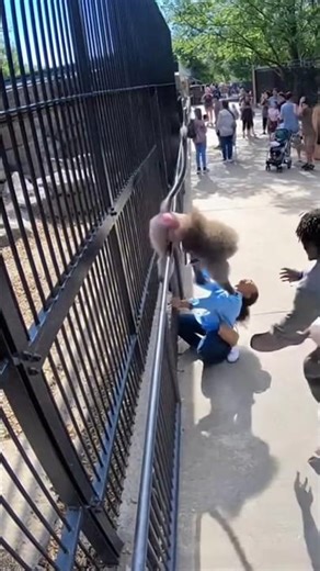 Angry Baboon Grabs Visitor | Shocking Zoo CCTV Footage
