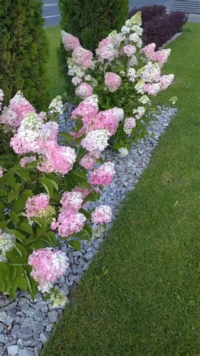 Dmitry on Instagram: "A hydrangea bed on a lawn instantly transforms the garden, adding elegance and a soft, vibrant focal point. #hydrangea #hydrangeas #hydrangeagarden #hydrangealove #garden #gardening #gardeninspiration #gardenideas #gardenlovers #backyardgarden #flowergarden #flowersofig #flowerlover #bloomseason #landscapedesign #landscapingideas #gardenstyle #plantlover #plantsmakepeoplehappy #naturelovers #beautifulgardens #gardenlife #gardenphotography #horticulture #gardenmagic #outdoor