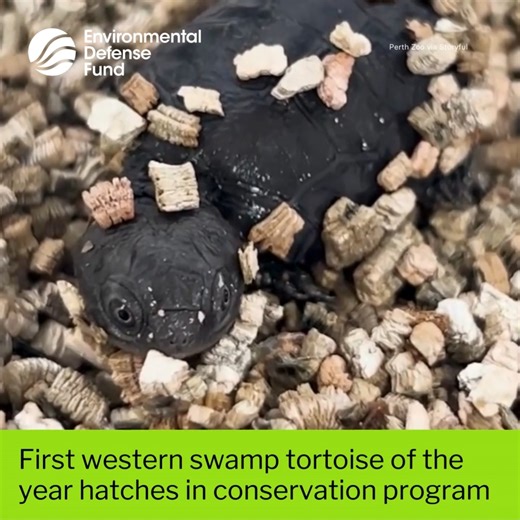 🐢 Perth Zoo has welcomed its first western swamp tortoise hatchling of the year, which came as part of a long-standing breeding program aimed at conserving populations of the critically endangered reptile. “The latest cohort of swampies are beginning to emerge from their eggs,” the zoo wrote on Facebook, sharing footage of the first hatchling. “Our animal carers will continue to closely monitor the eggs and hatchlings within the zoo’s behind-the-scenes specialized breeding facility. Once mature