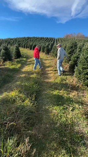 22 reactions | We took a trip out to a Virginia tree farm to start scouting the perfect #Christmas #trees for the #holiday season.  We’re picking only the best trees! Stay tuned… the magic is just beginning. ✨ | Tom Leonard's | Facebook