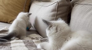 Adorable Ragdoll Kittens Playing with a Tiny Ball – Too Cute to Handle! 😻💙 #RagdollKittens #CuteKittens #BabyCats #FluffyKittens #KittenPlaytime #CatLovers #PetVideos #CuteAnimals #KittenLife #RagdollLove #CatMoments #FurryFriends #AnimalLovers #PlayfulKittens #LoveCats | Asrara Gity
