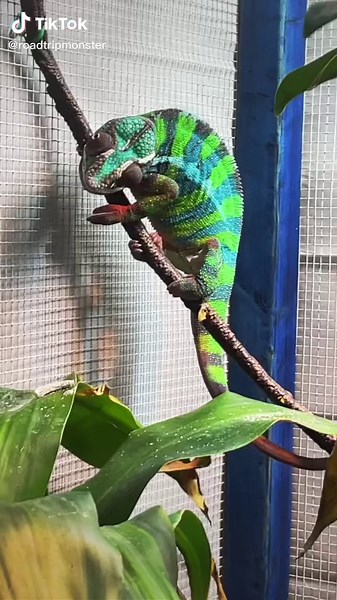 Feeding my Chameleon: A Guide for Reptile Keepers