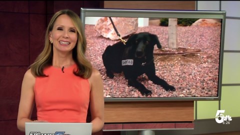 New K9 with the El Paso County Sheriff's Office trained for explosive detection