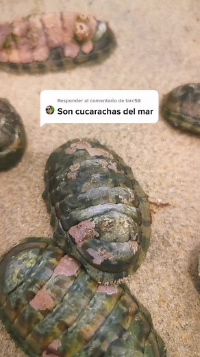 Preparación de Cucarachas de Mar a la Orilla del Mar