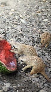 Meerkat eating watermelon a sunny day #meerkat #wildlife #nature #cute #sunny #watermelon HA02404 | HAWI Studios