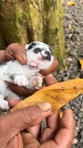 Abses pada anakan kelinci #rabbit #bunny #animals #rabbitworld | Rizki Santosa