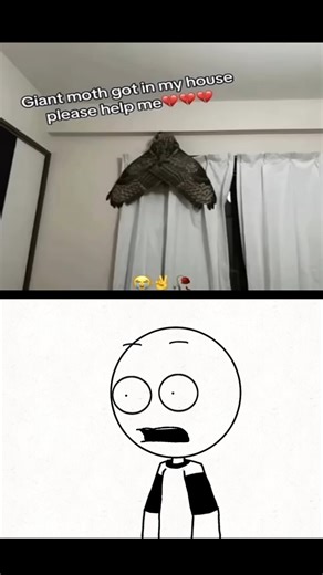 A giant moth got in his house #memes #react