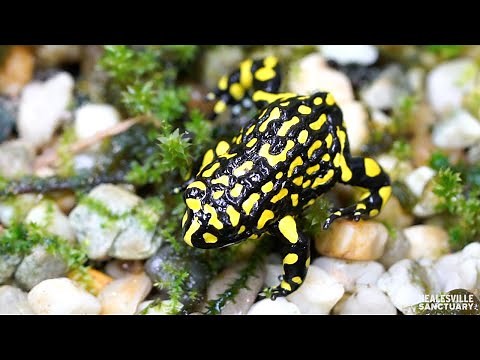 Southern Corroboree Frogs answer keeper’s call