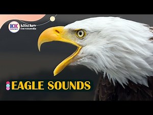 Eagle Sound, Eagle Sounds, Different types of eagle sounds, 7 types of eagle sounds