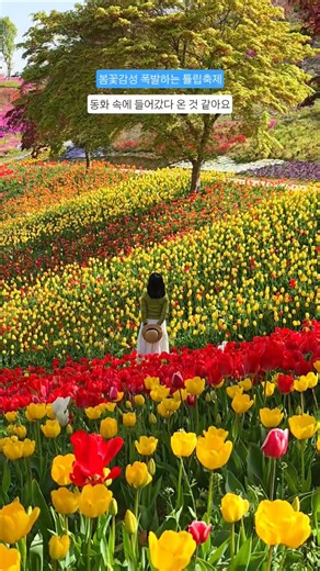 실화냐 이 꽃밭 🌷어딜봐도 예뻐요 #피나클랜드 #튤립축제 #튤립명소 #서울근교나들이 #봄꽃축제 #아산가볼만한곳 #국내여행추천 #힐링영상 #봄꽃명소