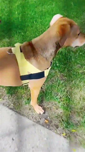 measure dog's chest and neck circumference for a more accurate fit