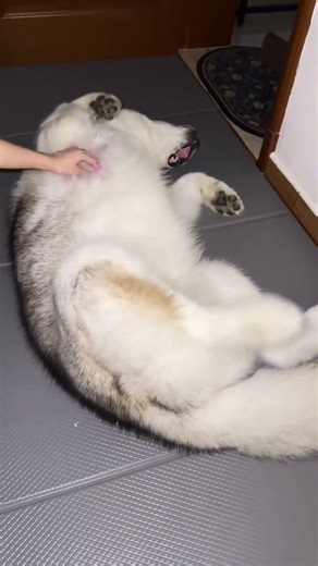 Funny Alaskan Malamute Dog #Dog #fyp #pet #funny