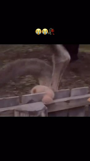 Dm | Nooo😭😭 Here are some of the weirdest and most unusual pillows ever invented: 1. Hug Me Pillow: Shaped like a pair of outstretched arms,... | Instagram