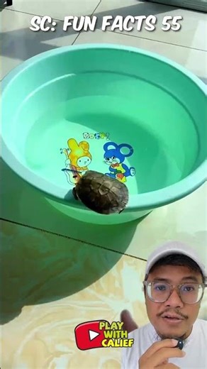 REAL TURTLES or TOYS⁉️ | Fun Facts