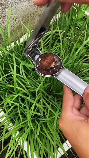 Hardware Tools on Instagram: "Chestnut opening tool #Kitchen essentials #Life helper"