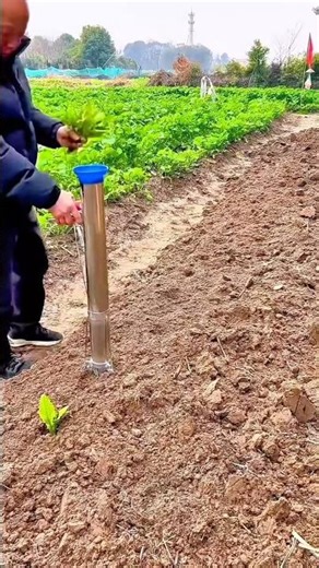 Transplanting Seedlings with a Manual Hand Planter Tool