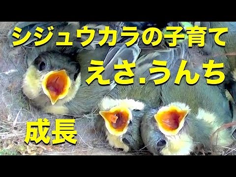 シジュウカラの子育て.雛の成長.えさ.うんち