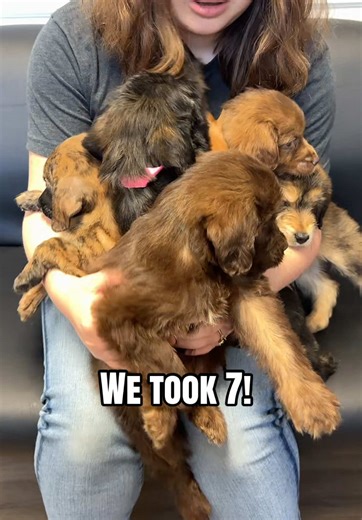 Rescue Puppies: 7 Adorable Pups Ready for Adoption!