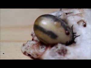 Tick explodes from injection with hydrogen peroxide (Lyme removal experiment) Zecke Explodiert