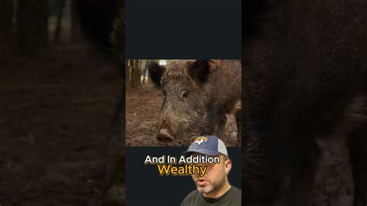 Everything you should know about feral pigs in the US