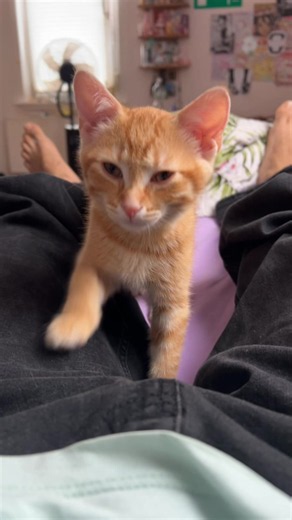 Orange Kitten Behavior: Common Ginger Cat Habits Explained