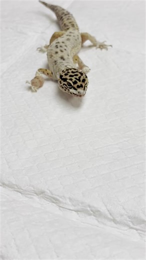 Small n Furry Rescue on Instagram: "We took in this young leopard gecko this week after she was left behind by her owner. She was suffering from severe retained shed and constriction injuries. Had she not been found that day, our vet thinks she would have lost her leg. Thanks to our amazing vet she is now on the mend and hopefully will continue to do well with some husbandry adjustments and TLC. Retained shed on leopard geckos is a common occurrence in captivity when they do not have a humid eno