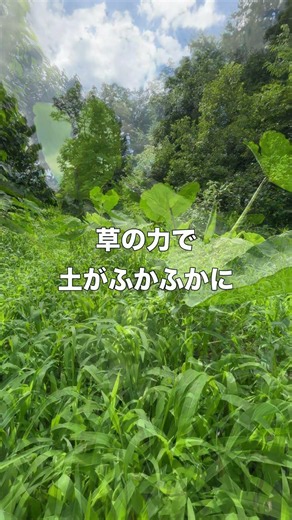 【草を味方にする？】メヒシバが里芋を救う理由【明日本編公開】#shorts #自然農法 #自給自足 #不耕起栽培 #農業