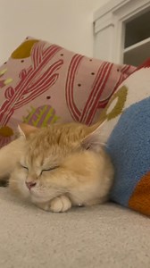 7.6K views · 114 reactions | C'est la chose la plus mignonne que vous verrez ce matin :  Ce chat miaule à chaque fois qu'il entend le générique de Netflix  On vous en parle tout à l'heure dans Le M Radio Réveil ⏰ | M Radio | Facebook