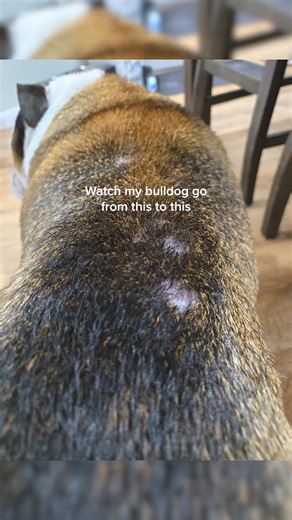 DM-01™ Daily Multivitamin is an all-in-one solution to common skin issues such as allergies, itching, yeast infection, paw-licking, hotspots and irritation. ✔️ 12 Clinically-backed ingredients ✔️ Vet-Formulated ✔️ Made in Vermont Start your dog's health journey today. | Dog is Human