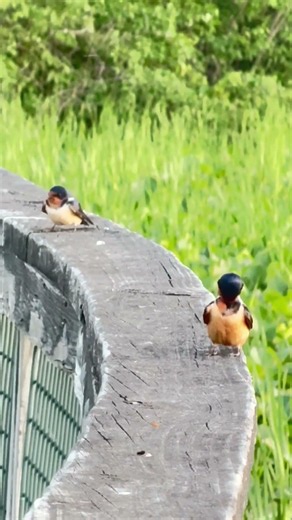 Barn Swallow with baby- Nature’s aerial acrobat #nature #birds#viral #wildlife #barn swallows