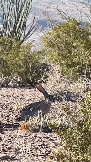 Big Bend Texas Jackrabbit Video Short With Awareness Of Possible Decline In Some Geographic Wildlife
