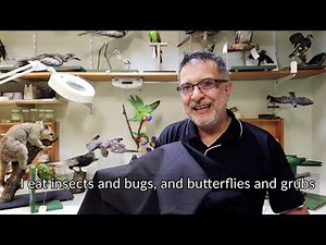 Little Learners | Frilled-neck lizard | Queensland Museum Network