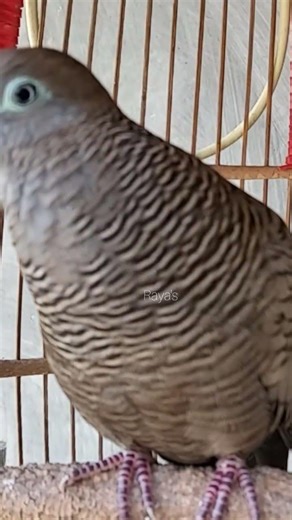 Local Turtle Doves Singing with Big Kung Sounds, Luring Turtle Doves to Make Them Sing #shorts