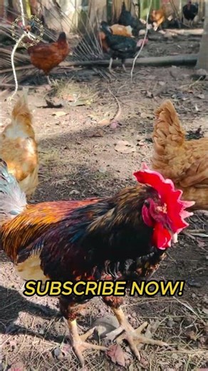 Desi Chicken Village Life | Organic Murgi Palan गाँव की जिंदगी #chicken #chickenfarming