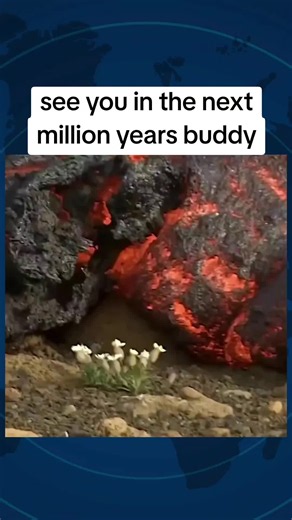 Life Found a Way: Nature's Incredible Resilience After a Volcano 🌱🌋