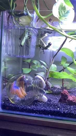 Funny Betta Fish Moments in Aquascape Tanks