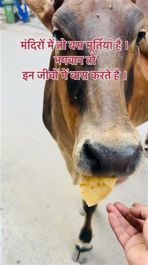 गाये मां 🐄😍 #cow #sad #trending #love #pets #cute #puppy #animals #labrador #funny #cutedog