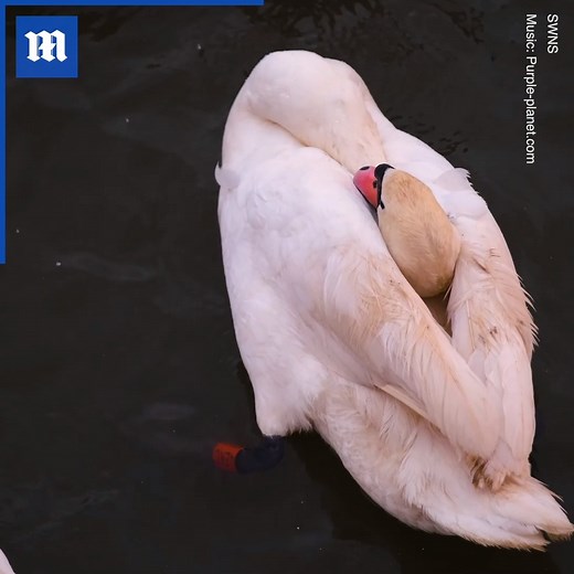 69K views · 408 reactions | This swan is a fighter! 廉❤️Additional clip via ViralHog | Daily Mail Video | Facebook