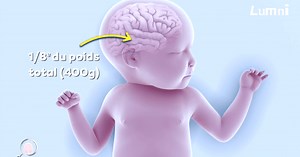 Comment fonctionne le cerveau ?