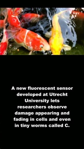 C. elegans: Watching DNA repair in living worms! #Shorts #animals