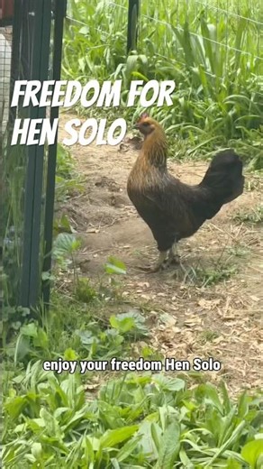 Our Broody Chicken Officially Lost It
