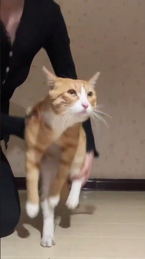 Zen Cat's Graceful Leap: A Leap of Faith, Not Sin