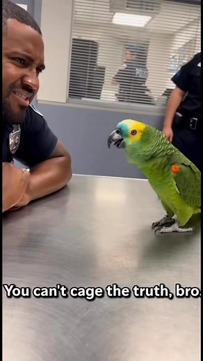 Parrot & Cops – Where were you last night at 9 PM? #parrot #cops #funnypets #funny #police #funnyvideos #talkingparrot #funnyreels #ParrotComedy #parrotroastingcops | Parrot & Cops