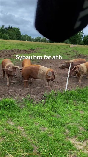 Sybau big back: short clip reaction